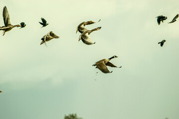 birds in flight