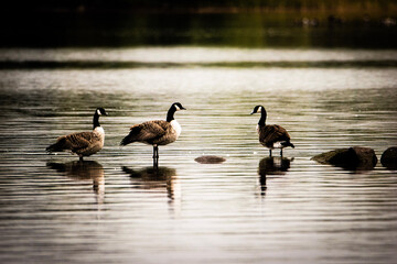 country goose family