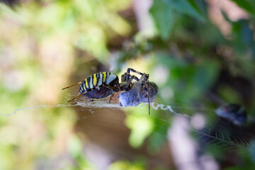 A wasp spider (Argiope bruennichi) on it's web injecting venom to a silk wrapped fly.