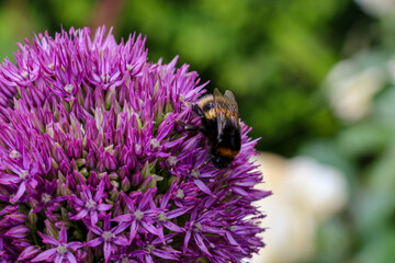 Close up of a bumble bee pollinating a purple Allium flower in full bloom.  The tight cluster of spiky flowers of the Allium provide a spectacular firework like display.