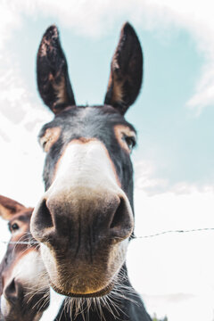 Two funny donkeys looking at camera. Donkeys in farm behind fence. Animal friends. Rural scene. Domestic animals. Livestock concept. Cattle farm. Cute donkey head close up.