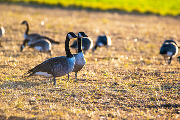goose on the beach