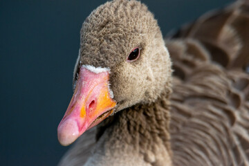 close up of a goose