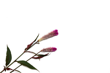 Obraz premium cockscomb flower is isolated on white.