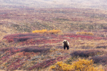 Grizzly Bear in Denali National Park Alaska in Autumn