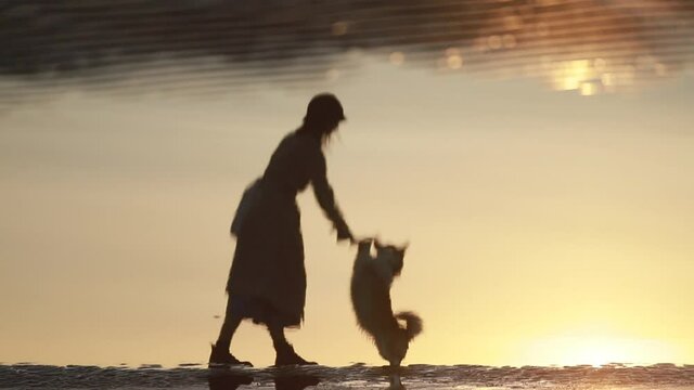 Woman train dog silhouette in water reflection on beach Spbi. Corgi pet stand up on feet and touch hand. Learn new command outside. Concept friendship, exercise, summer