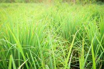 Lemongrass or Citronella grow in the vegetable garden.