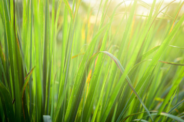 Lemongrass or Citronella grow in the vegetable garden.