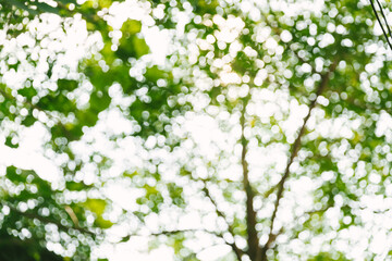 Green bokeh on nature abstract blur background green bokeh from tree. Natural blurred bokeh background from tree and leaves.