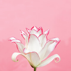Beautiful floral greeting card with white peony lily. Tender flower petals close up. Natural flower backdrop.