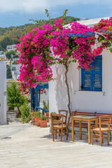 Traditional Cycladitic alley with whitewashed houses and a blooming bougainvillea flowers in lefkes Paros island, Greece