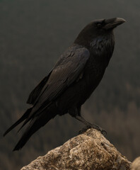 wild raven, nature, bird