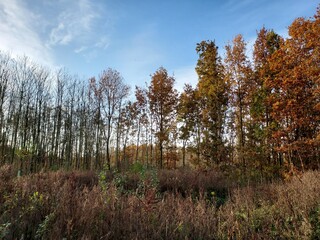 Obraz premium Autumn woodland