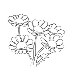 chamomile one line drawing. Continuous line flower. Hand-drawn illustration for logo, emblem and design card, poster. Vector.