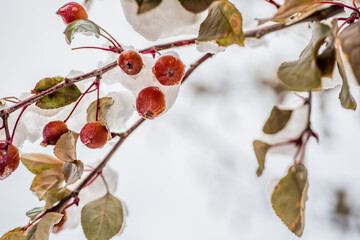 Snow covered crab apples, copy space © Adelina