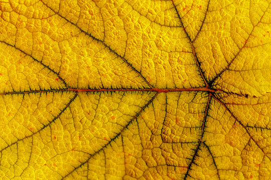 Fototapeta Feuille de vigne marronne, peste végétale, île de la Réunion 