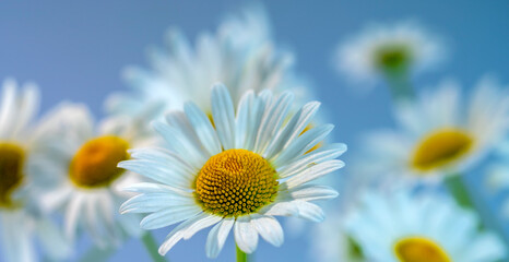 Magnificent daisies in bloom bathed in the rays of the spring sun on a blue background seem to exude the smell of spring and early summer