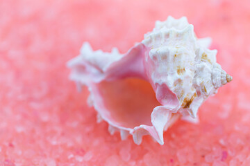 Obraz na płótnie Canvas Macro photograph of a seashell against a pink salt background.