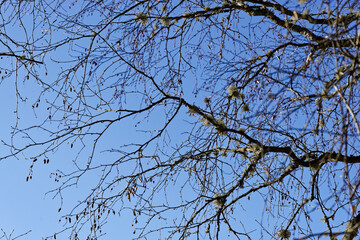 branches against blue sky