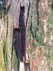 tree texture
