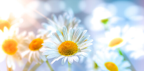 Magnificent daisies in bloom bathed in the rays of the spring sun on a blue background seem to...