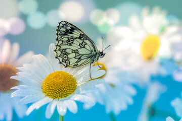 Spring greeting card With Galatea butterfly on daisies and multicolored background