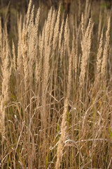 Dry grass background in a golden hour. The color of champagne in nature. Against the sun. Vertical image. 