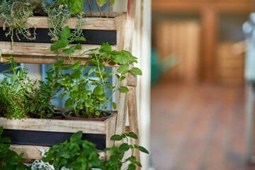 Fresh organic spicy herbs growing on shelves