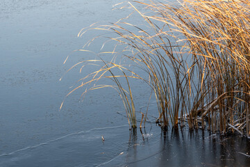 The beginning of winter, the first ice on the pond bound the coastal sedge