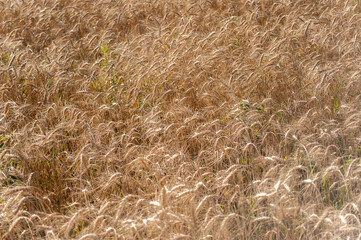 Wheat fields. Juicy fresh ears of young green wheat on nature in a summer field close up macro. Beautiful Nature Sunset Landscape. Rural landscapes in shining sunlight. 