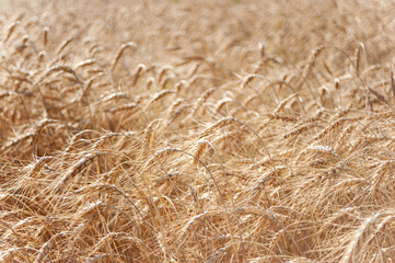 Wheat fields. Juicy fresh ears of young green wheat on nature in a summer field close up macro. Beautiful Nature Sunset Landscape. Rural landscapes in shining sunlight. 