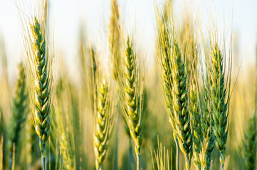 Wheat fields. Juicy fresh ears of young green wheat on nature in a summer field close up macro. Beautiful Nature Sunset Landscape. Rural landscapes in shining sunlight. 