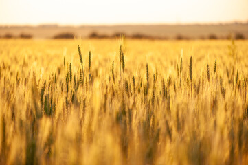 Wheat fields. Juicy fresh ears of young green wheat on nature in a summer field close up macro. Beautiful Nature Sunset Landscape. Rural landscapes in shining sunlight. 
