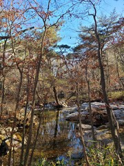 autumn in the forest