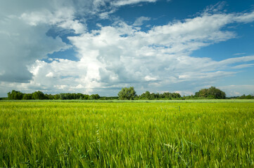 Fototapeta premium Green barley field and clouds on blue sky