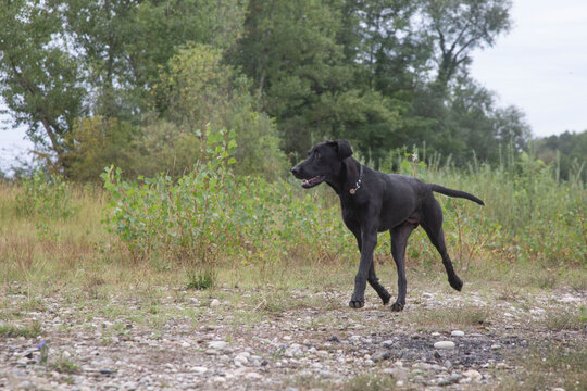Chien Berger de Majorque