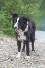 Chien Border Collie