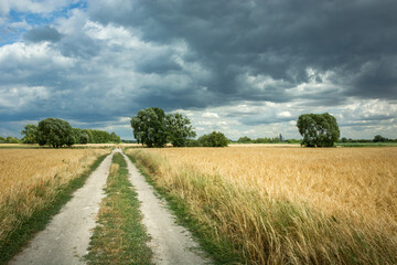 Fototapeta na wymiar Country road between fields with grain and cloudy skies