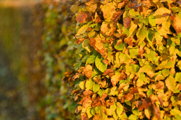 autumn leaves background