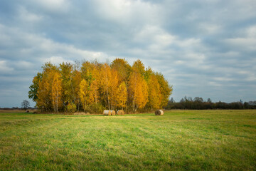 A group of orange autumn trees in a meadow