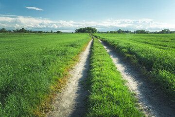 Fototapeta na wymiar Rural road in the middle of a green field