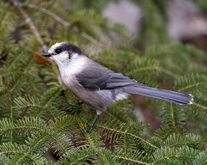 Gray Jay bird photo stock.  Close-up profile view perched on a fir tree branch in its environment and habitat, displaying grey feather plumage and tail. Christmas picture ornament. Image. Portrait.