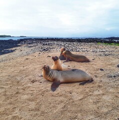 Obraz premium funny cute fur seals lie on the shore on white sand