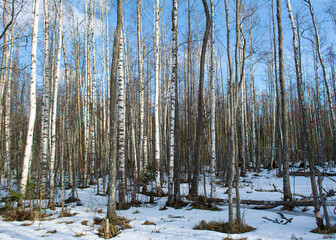 Naklejka premium Old birch forest with dead wood elements