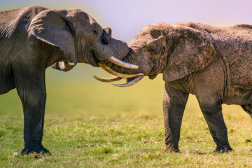Fototapeta premium two male and female elephants playfully knotting their trunks together. 