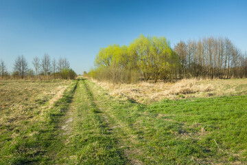 Grassy road through meadows and trees, spring view