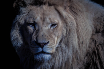 Clouse Up Of Lion king isolated on black.
