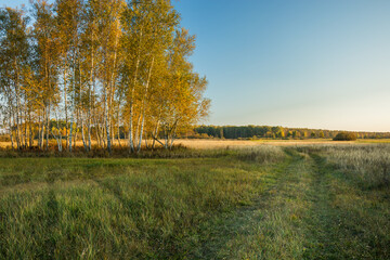 Dirt road next to yellow autumn trees