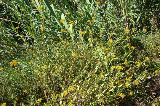 Shrubby Hares Ear (Bupleurum fruticosum)
