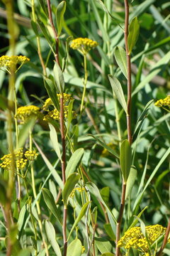 Shrubby Hares Ear (Bupleurum fruticosum)